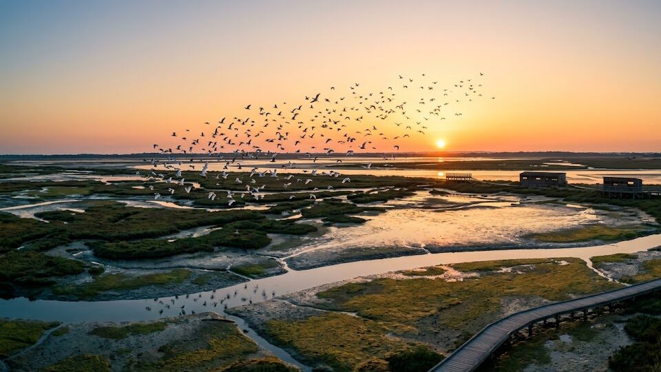 Réserve ornithologique du Teich : sanctuaire du Bassin