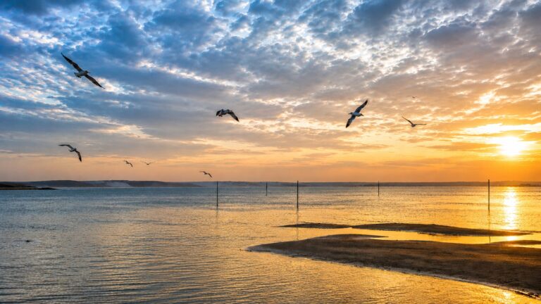 Île aux Oiseaux Bassin d'Arcachon : balade contemplative